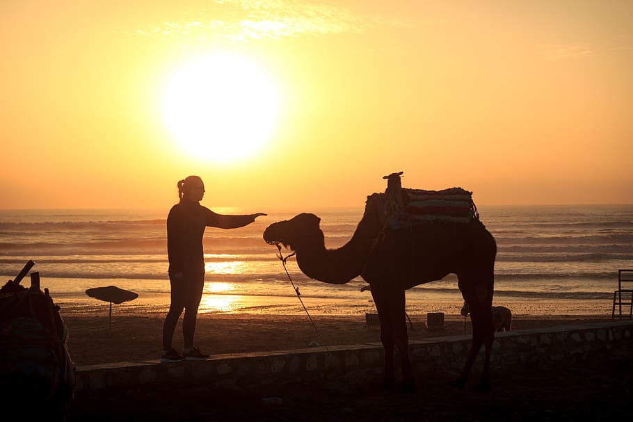 morocco, sunset, sky, sea, water, land, animal themes, beach HD wallpaper