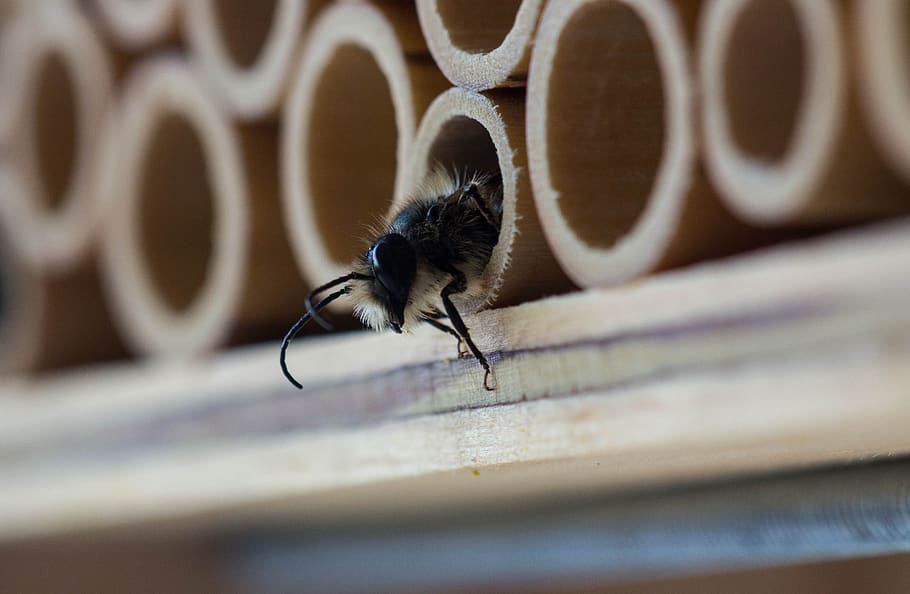 insect, close up, animal, bee, macro, bee house, invertebrate HD wallpaper