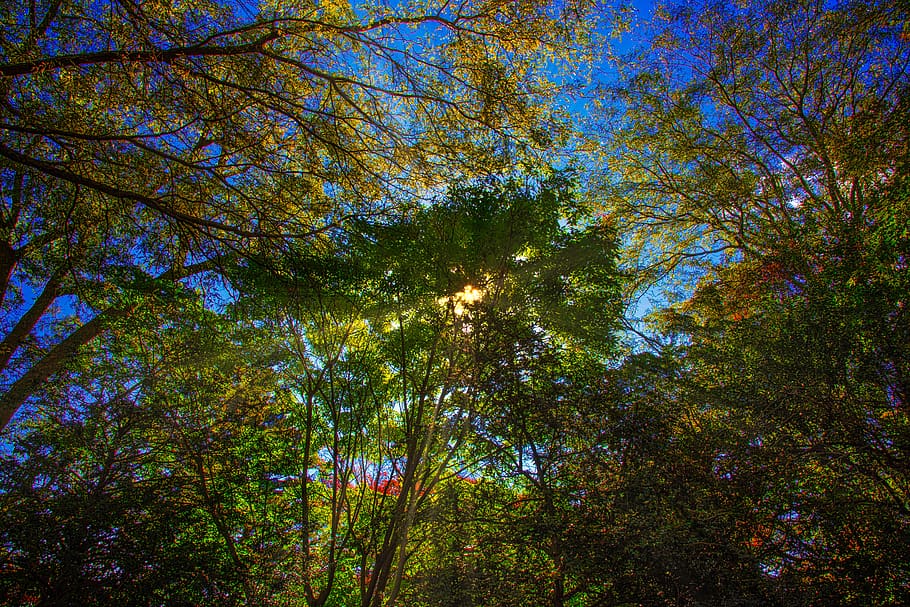 trees, sunbeams, fall, nature, sky, plant, beauty in nature HD wallpaper