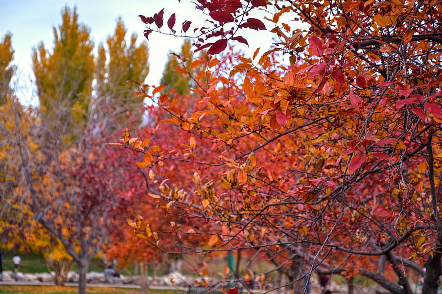 depth of field, fall colors, trees, autumn, change, plant, growth HD wallpaper