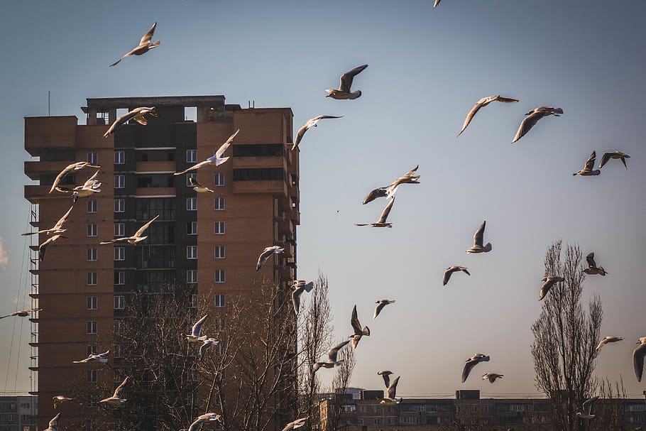 building, seagull, bird, wings, fly, nature, city, animals in the wild HD wallpaper