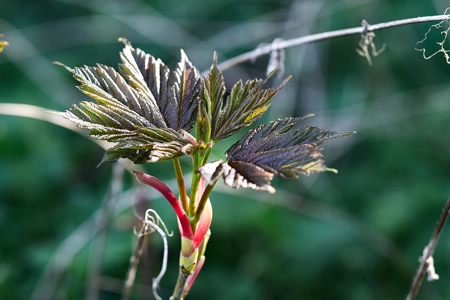 bud, leaves, birth, spring, nature, garden, plant, focus on foreground HD wallpaper