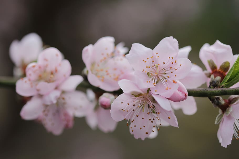 flower, peach tree, spring, flourish, botanist, flowering plant HD wallpaper