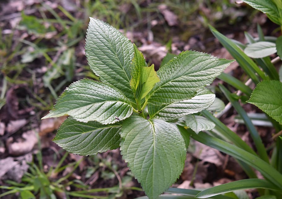 leaves plant hydrangea, green leaves, plants, tree, spring, HD wallpaper