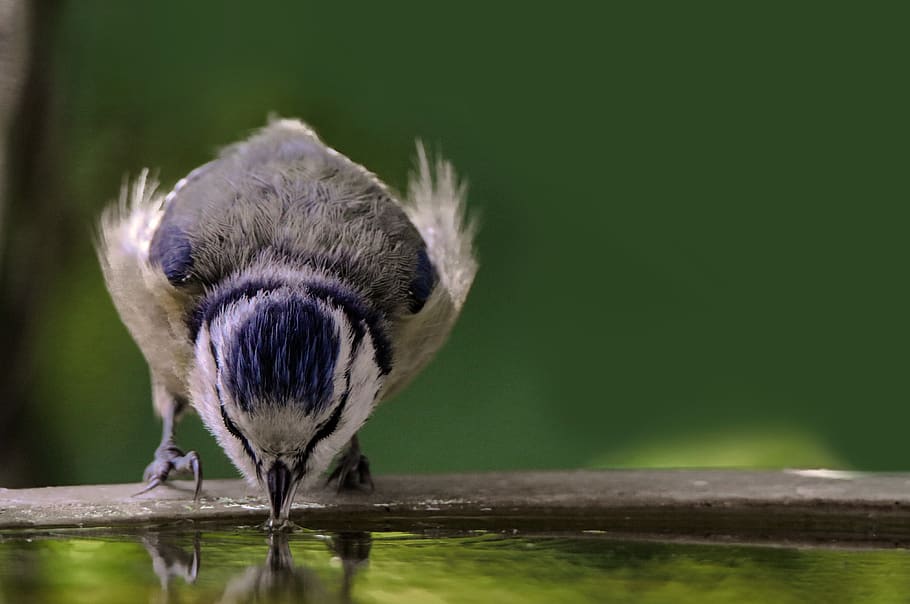 animal world, bird, tit, blue tit, thirst, bird bath, drink HD wallpaper