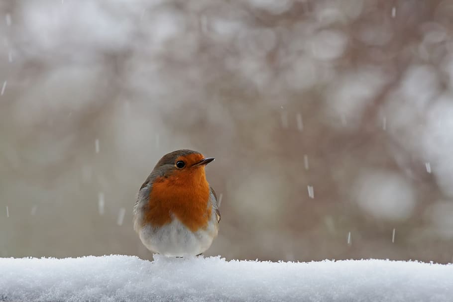 red goblets, winter, snow, nature, bird, cold temperature, one animal HD wallpaper