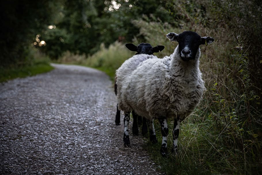 two white sheep standing on footpath, mammal, animal, asphalt HD wallpaper