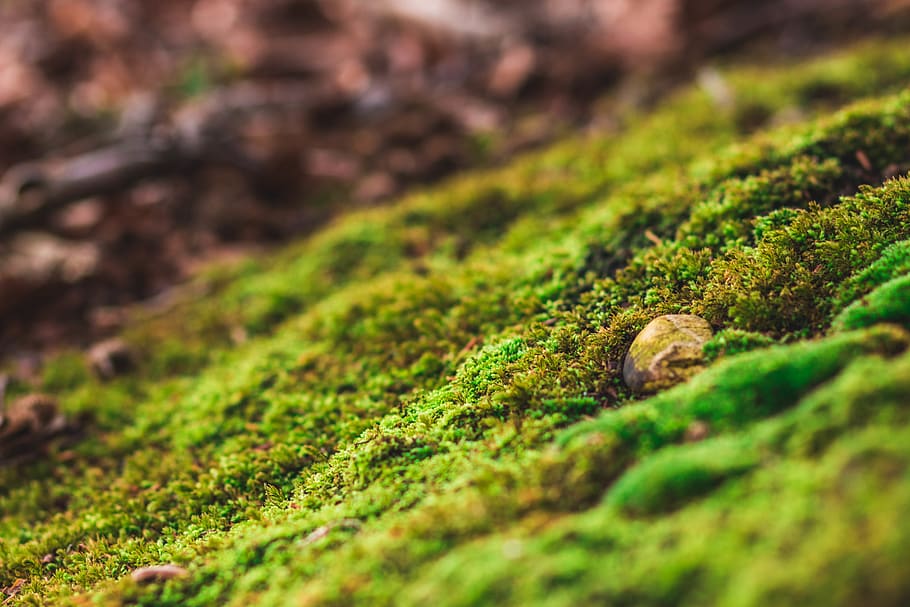 moss, plant, nature, algae, wood, stone, vegetation, outdoors HD wallpaper