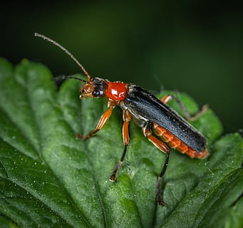 Black, Orange, and Red Cricket, animal, antenna, beetle, bug HD wallpaper