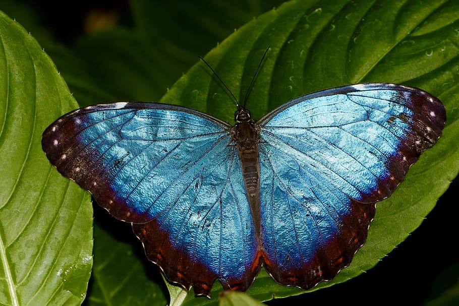 insect, animal wing, animal wildlife, invertebrate, animals in the wild HD wallpaper
