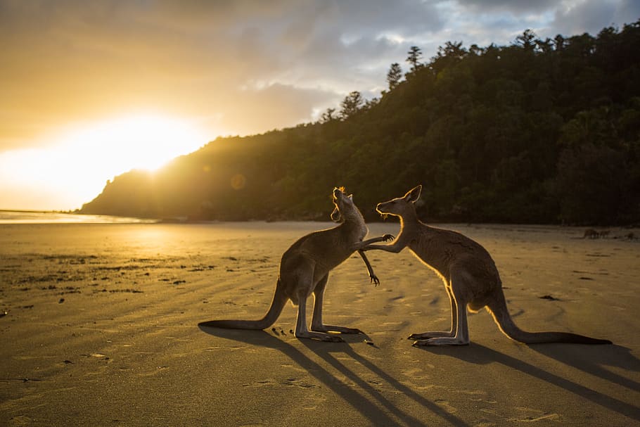 two kangaroos on seashore, animal, sunset, animal themes, sky HD wallpaper