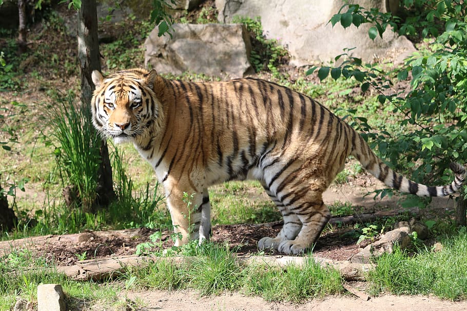 tiger, cat, predator, zoo, wildcat, mammal, fur, dangerous HD wallpaper