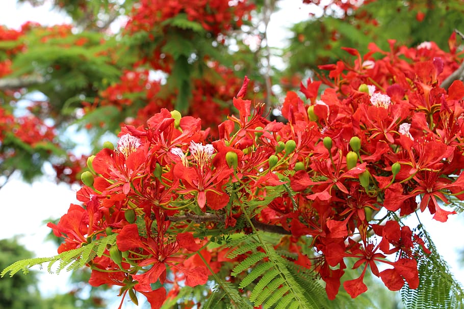 reunion island, flamboyant, nature, tree, flowers, red, trees