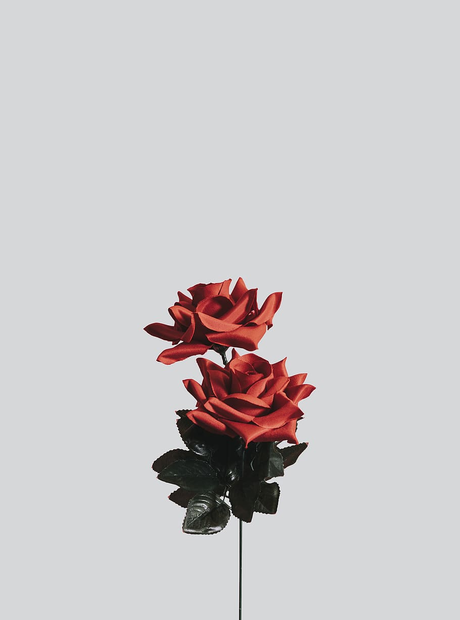 Black Rose Wallpapers, HD Black Rose Backgrounds, Free Images Download