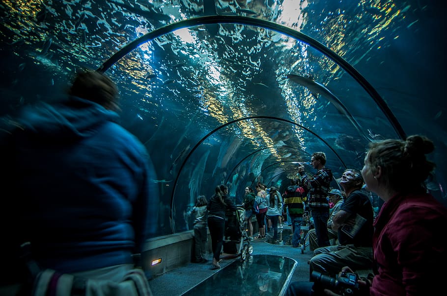 people inside aquarium, person, human, newport, animal, sea life HD wallpaper