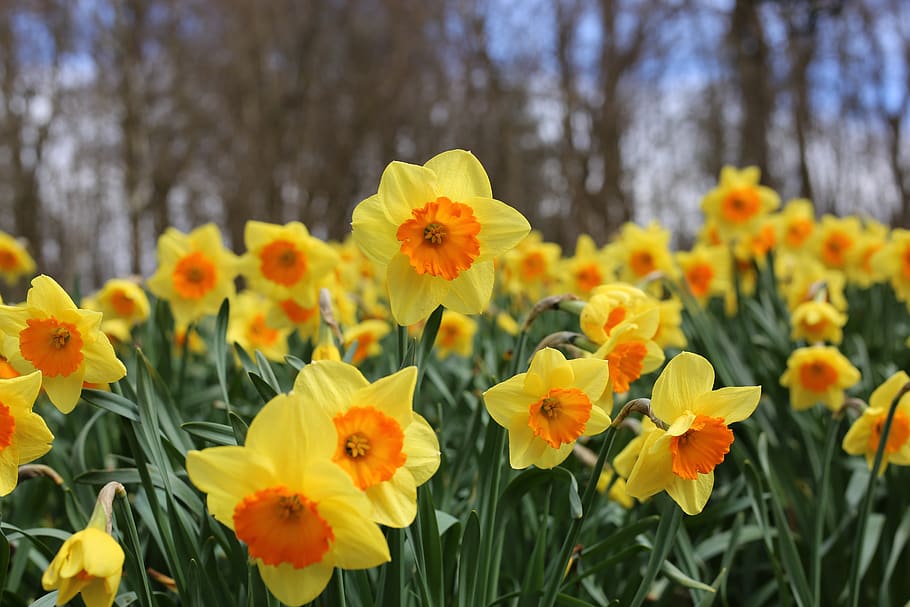 daffodils, flowers, yellow, nature, bloom, spring, orange, petals HD wallpaper