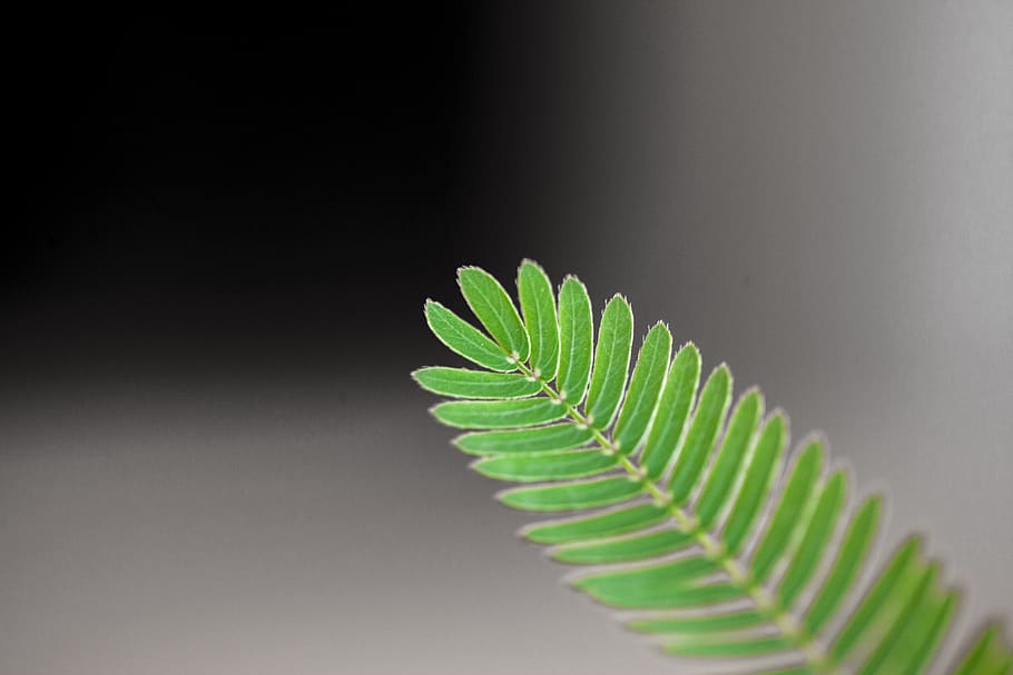 leaf, plants, macro, nature, green, natural, leaves, foliage HD wallpaper