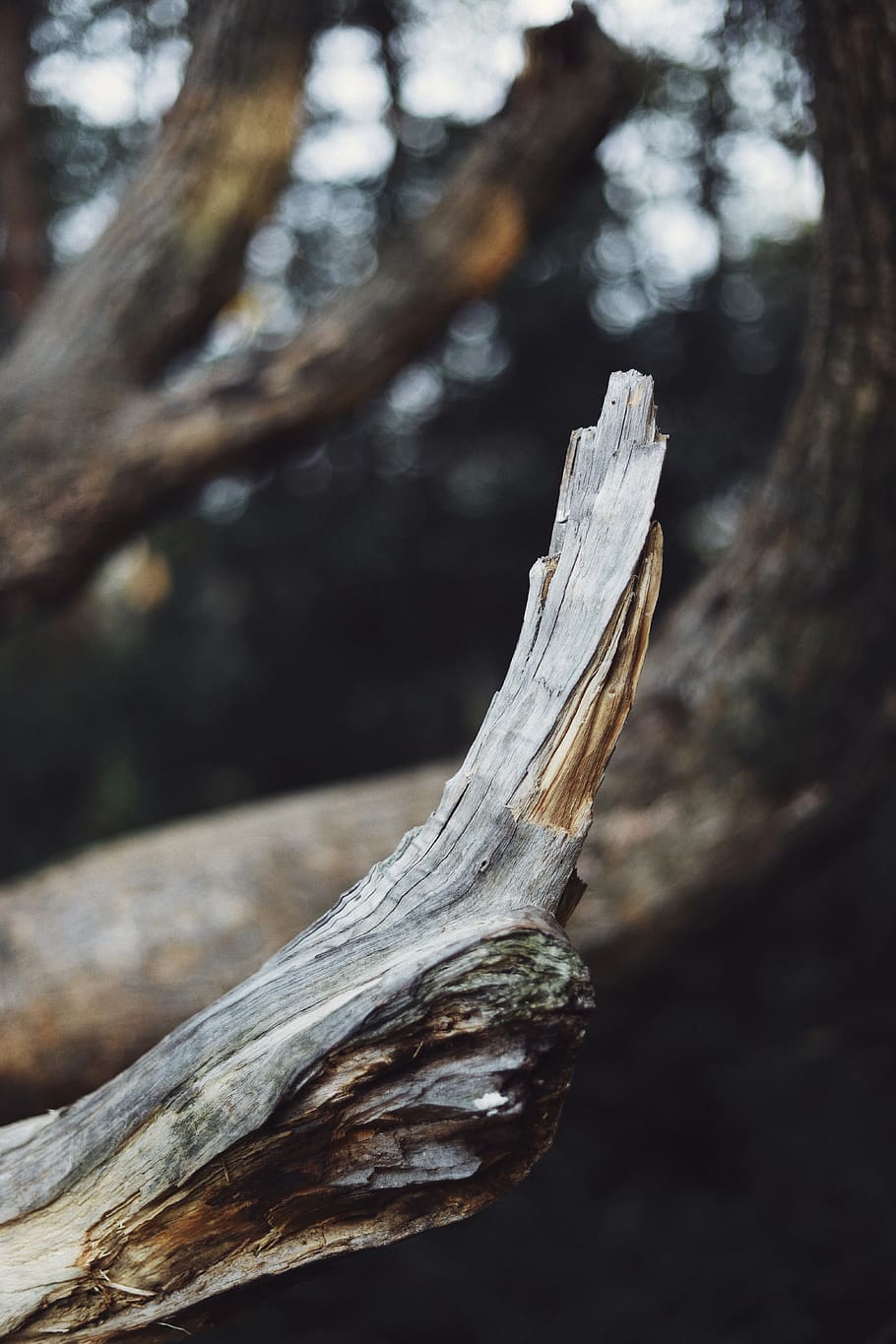 tree, nature, plant, focus on foreground, tree trunk, close-up HD wallpaper