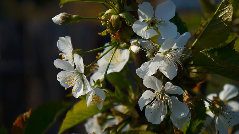 nature, tree, fruit, white, flowers, twigs, spring, growth HD wallpaper