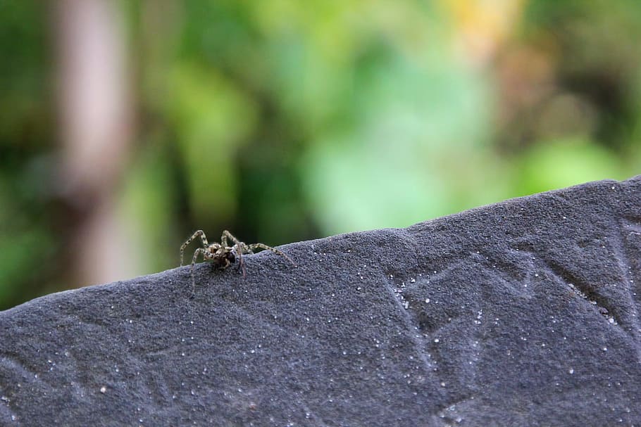 spider, insect, Prague, animal wildlife, animals in the wild HD wallpaper