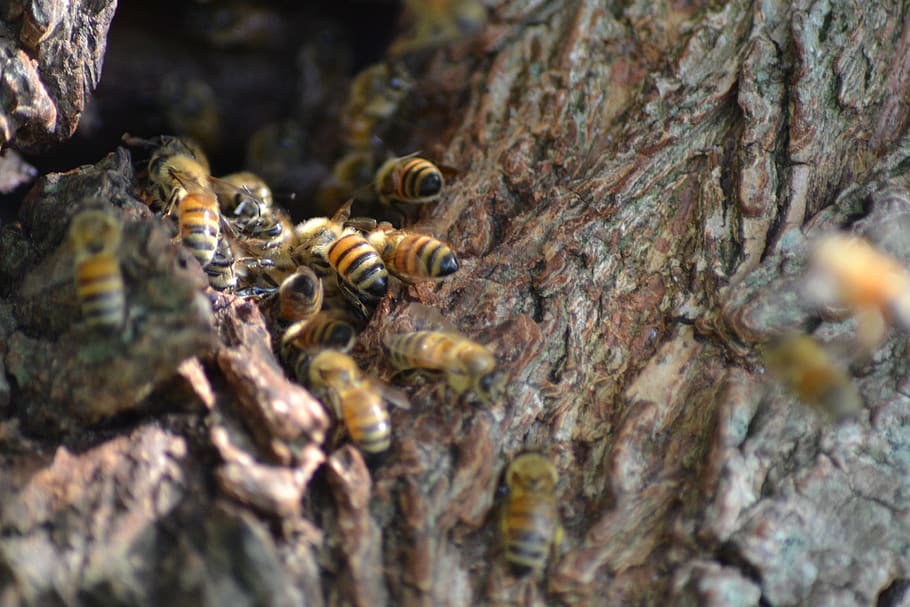 wild bees, nature, insect, summer, nature conservation, animal themes HD wallpaper