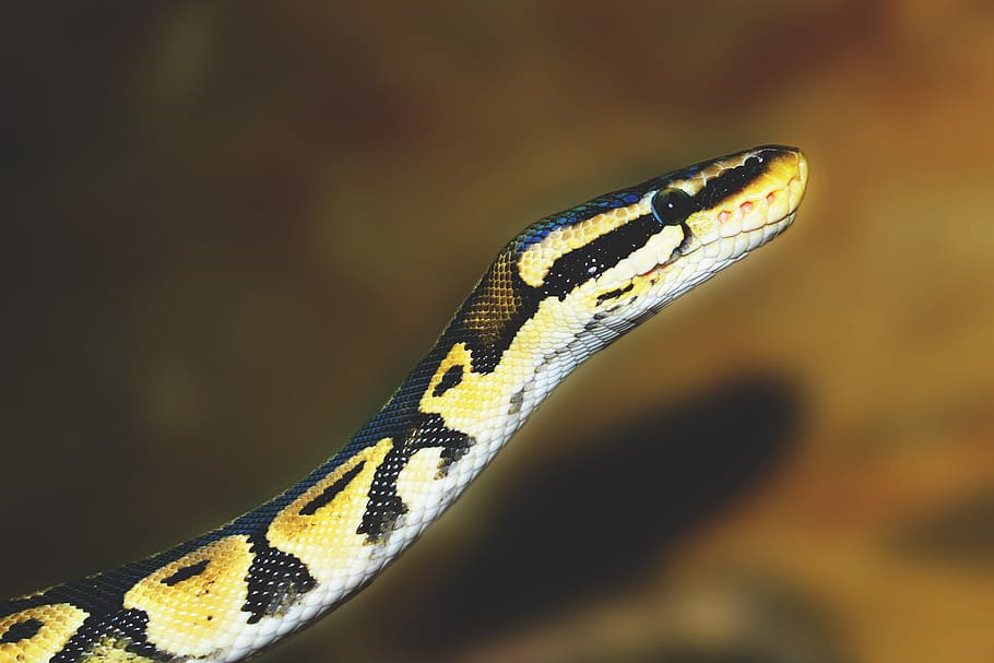 Python Snake, animalsNature, animal themes, one animal, animal wildlife HD wallpaper