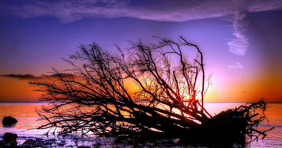 Leafless Tree Near Body of Water, clouds, dawn, nature, ocean HD wallpaper