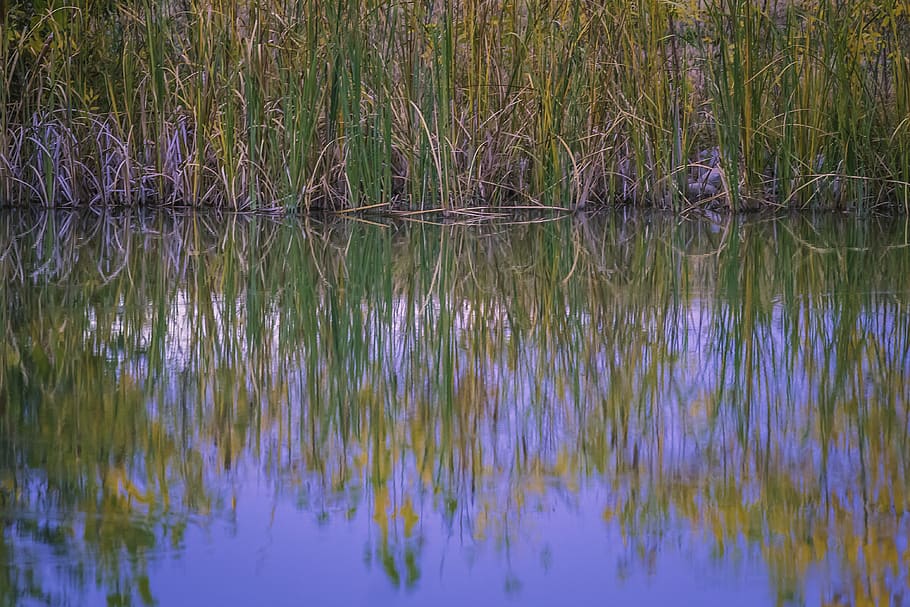 Озеро желтые воды. Озеро желтое Курская область. Желтое озеро Краснодар. АИР желтеет в озере. Новохоперскую аномальную зону - озеро Желтояр.