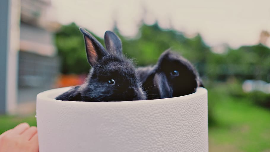 two black bunnies inside whit ebowl, one animal, mammal, domestic HD wallpaper