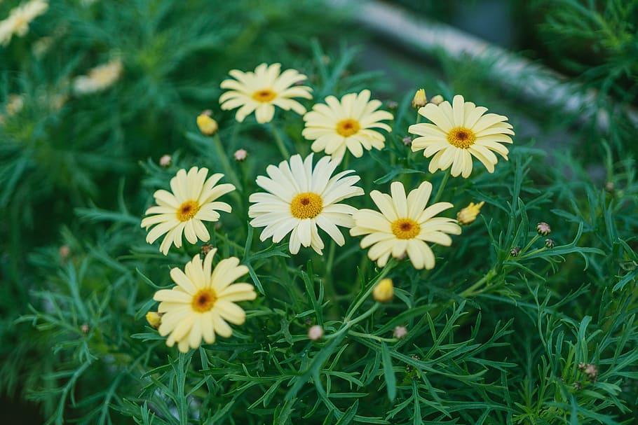 Daisy Flower Surrounded by Grass, beautiful, bloom, blooming HD wallpaper