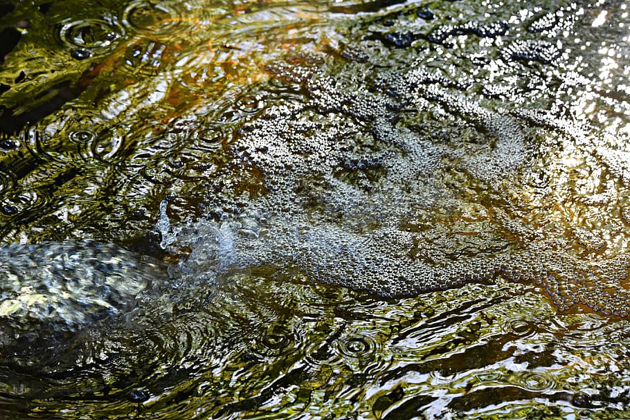 water, flowing, bubbles, sparkling, crocodile, nature, animals in the wild HD wallpaper