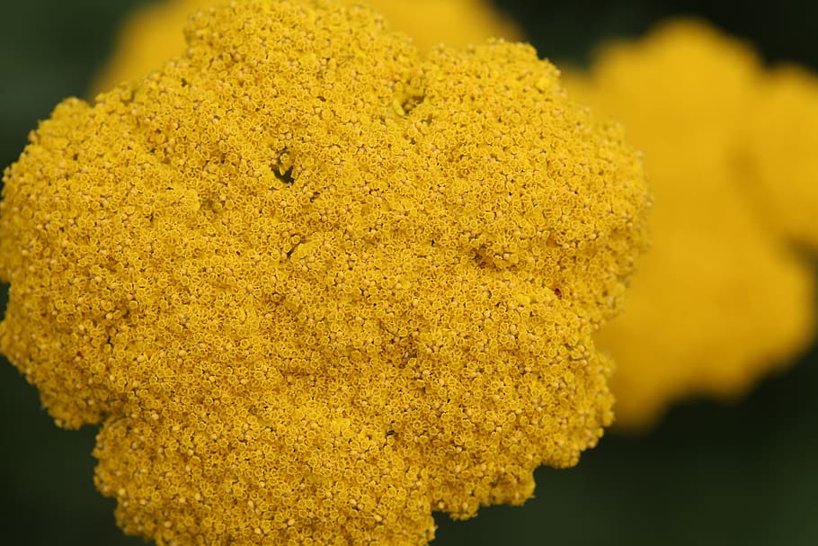 yellow, flower, texture, close-up, focus on foreground, growth HD wallpaper