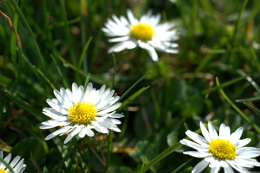 daisy, garden, spring, easter, blossom, bloom, meadow, love HD wallpaper
