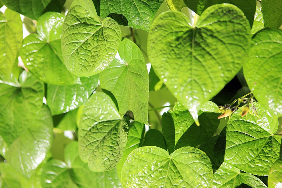 green, leaves, leaf, nature, texture, closeup, background, plant HD wallpaper