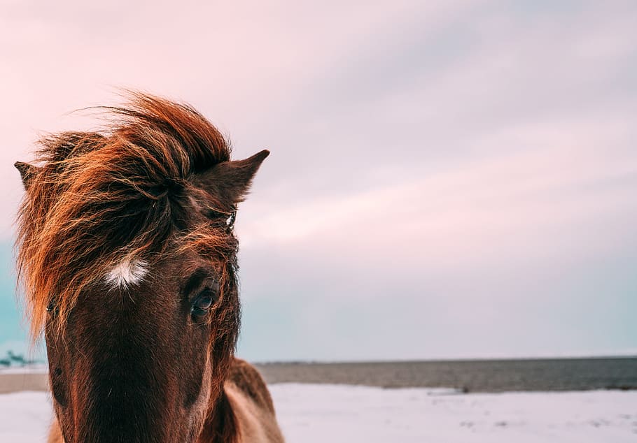 animals, horse, mane, beautiful, nature, sky, clouds, gradient HD wallpaper