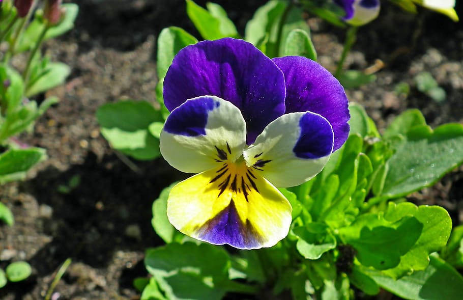 flower, pansy, colored, nature, spring, blooming, closeup, garden HD wallpaper