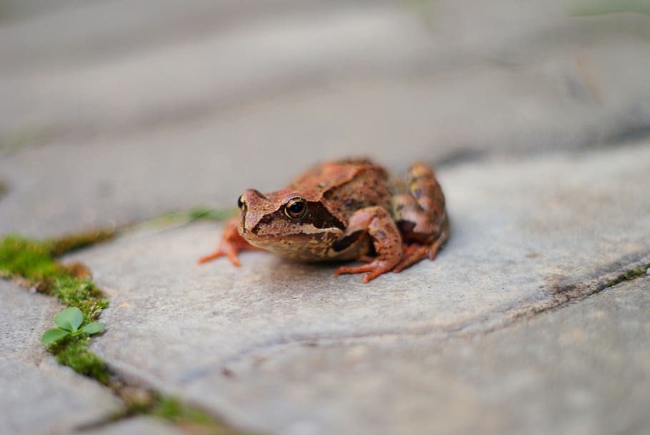 frog, animals, macro, nature, selective focus, animal themes HD wallpaper