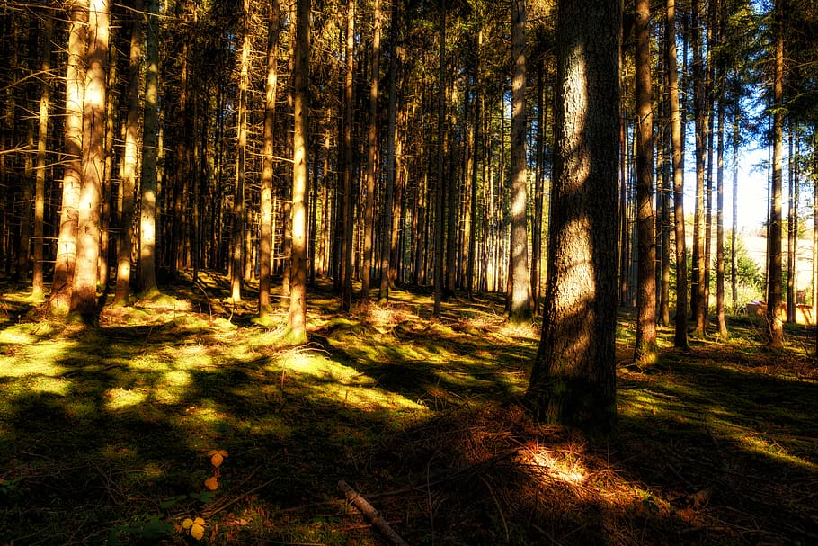 forest, trees, sun, light, autumn, moss, ground, forest floor HD wallpaper