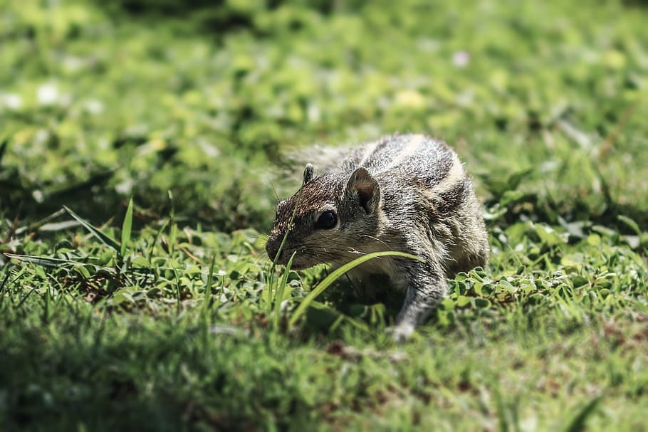 squirrel, rat, rodent, grass, animal, mammal, eyes, cute, forest HD wallpaper