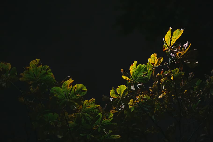 germany, stuttgart, tree, leaves, night, autumn, plant, leaf, HD wallpaper