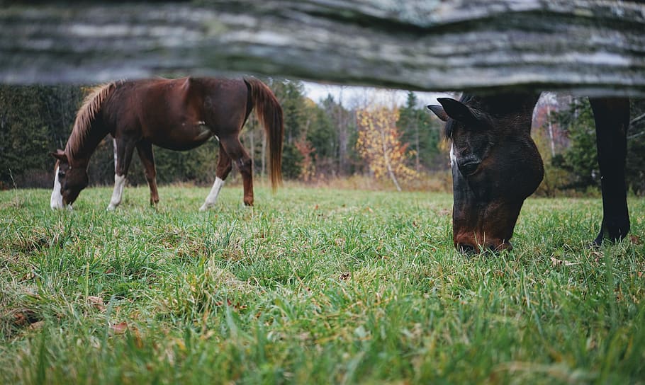 trees, forest, horse, horses, animals, nature, fall, autumn HD wallpaper