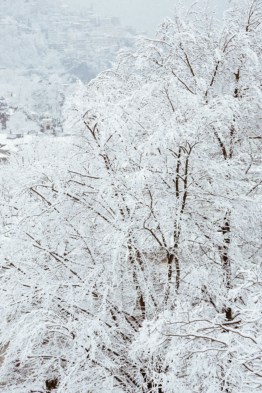 Snow Covered Trees, branches, climate, cold, daytime, fog, foggy HD wallpaper