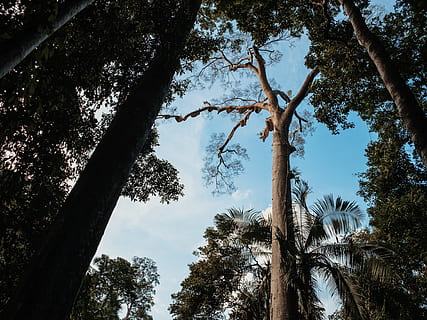 tree, plant, tree trunk, kedah, malaysia, animal, nature, wildlife HD wallpaper