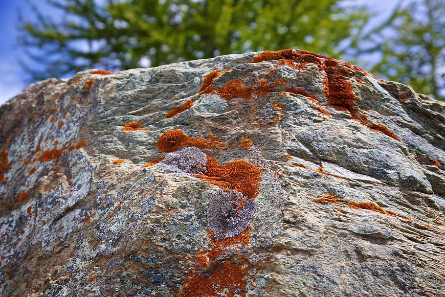lichen, stone, nature, mountains, rock, stones, colorful, zermatt HD wallpaper