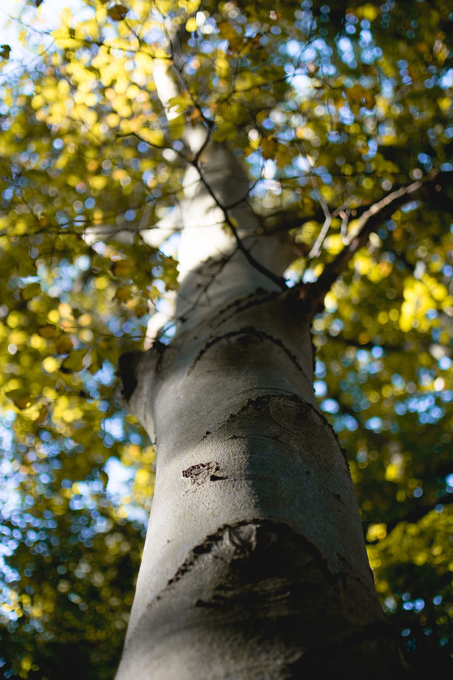 tree, bark, forest, autumn, birch, low angle view, plant, tree trunk HD wallpaper
