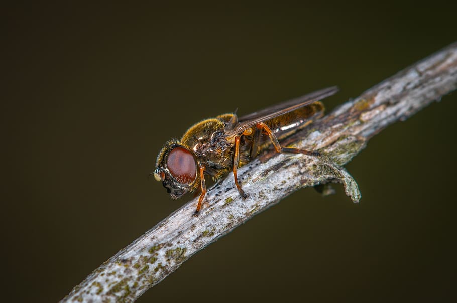 Hoverfly, bug, insect, little, macro, pest, animal themes, invertebrate HD wallpaper