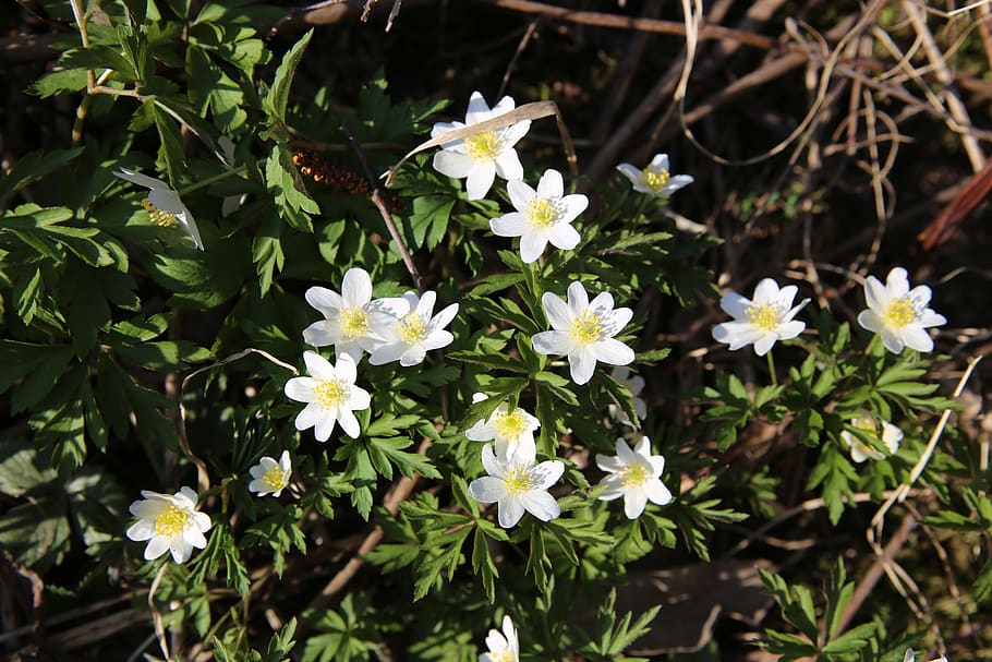spring, mother's day, nature, flowers, white, wood anemone, HD wallpaper