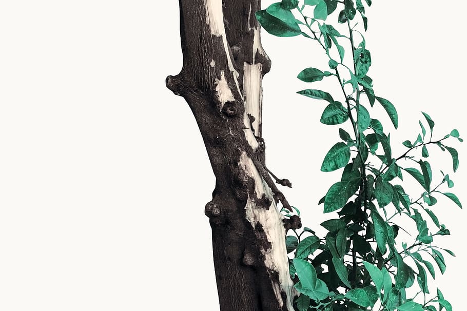 green leafed plants, tree, leaves, outdoors, trunk, nature, minimal HD wallpaper