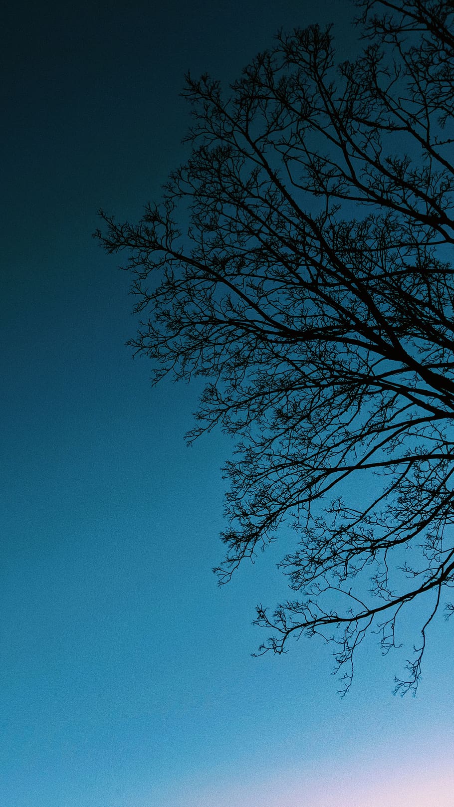 tree, sky, plant, blue, low angle view, branch, beauty in nature HD wallpaper