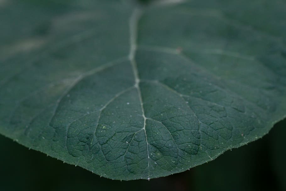 leafe, close up, macro, wild, plant, nature, green, plant part HD wallpaper